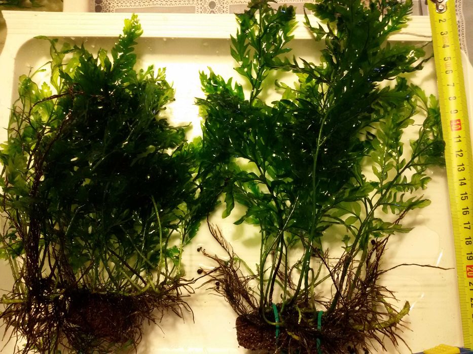 Bolbitis compact (Paproć).Rożne wielkości.