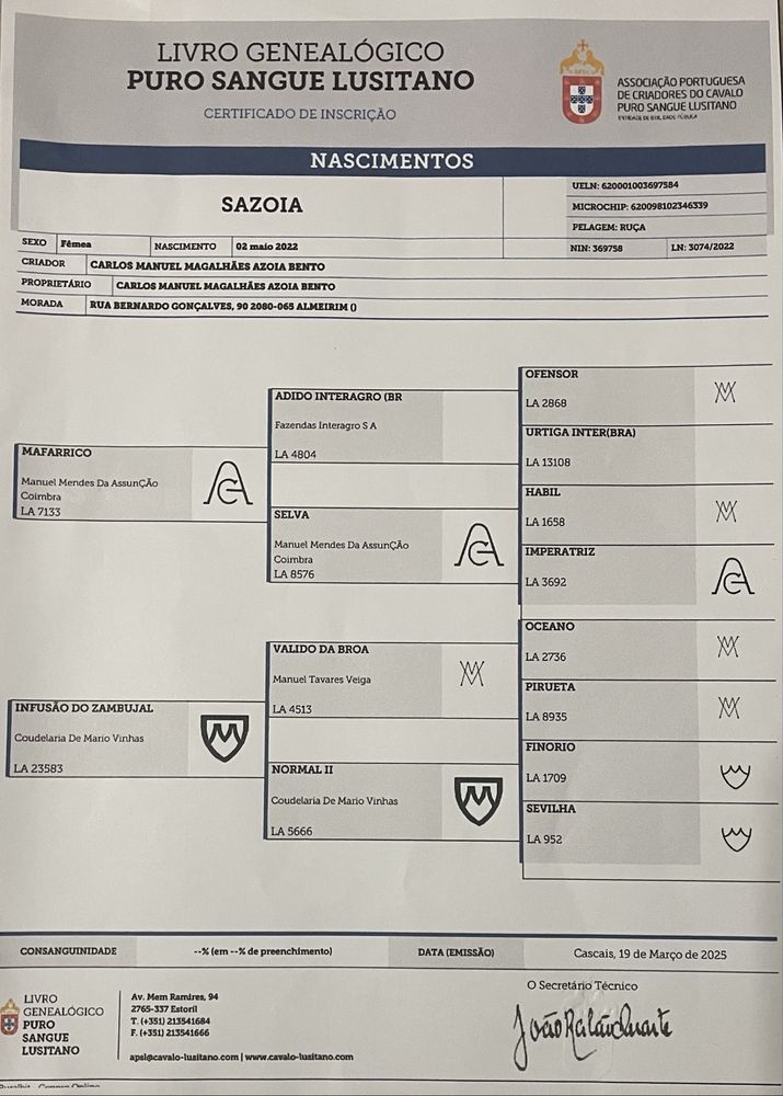 Poldra puro sangue Lusitano