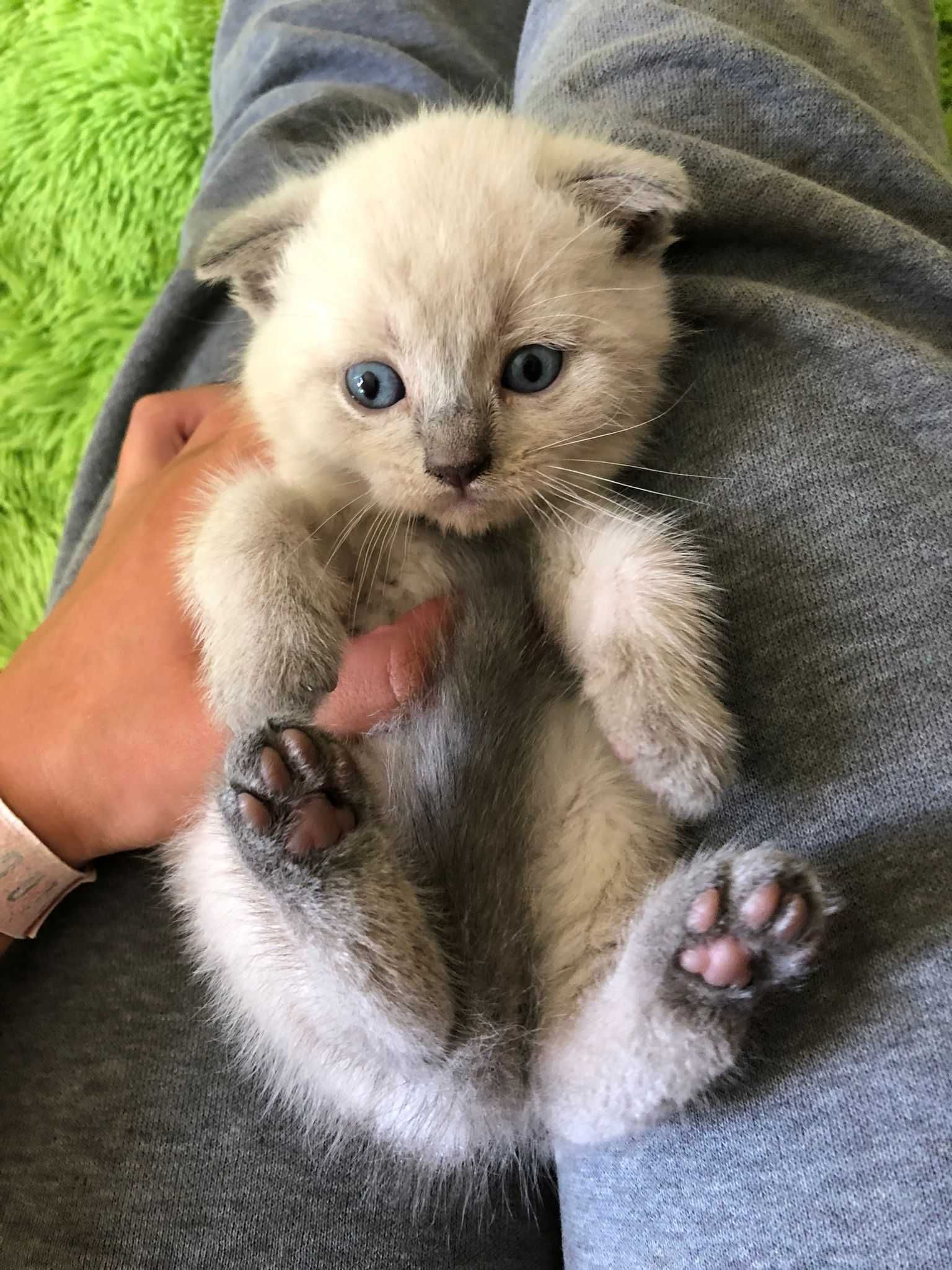 Scottish Fold blue