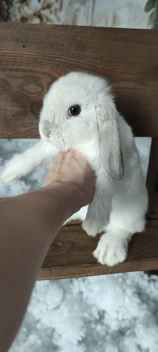 Mini Lop królik gotowe do odbioru