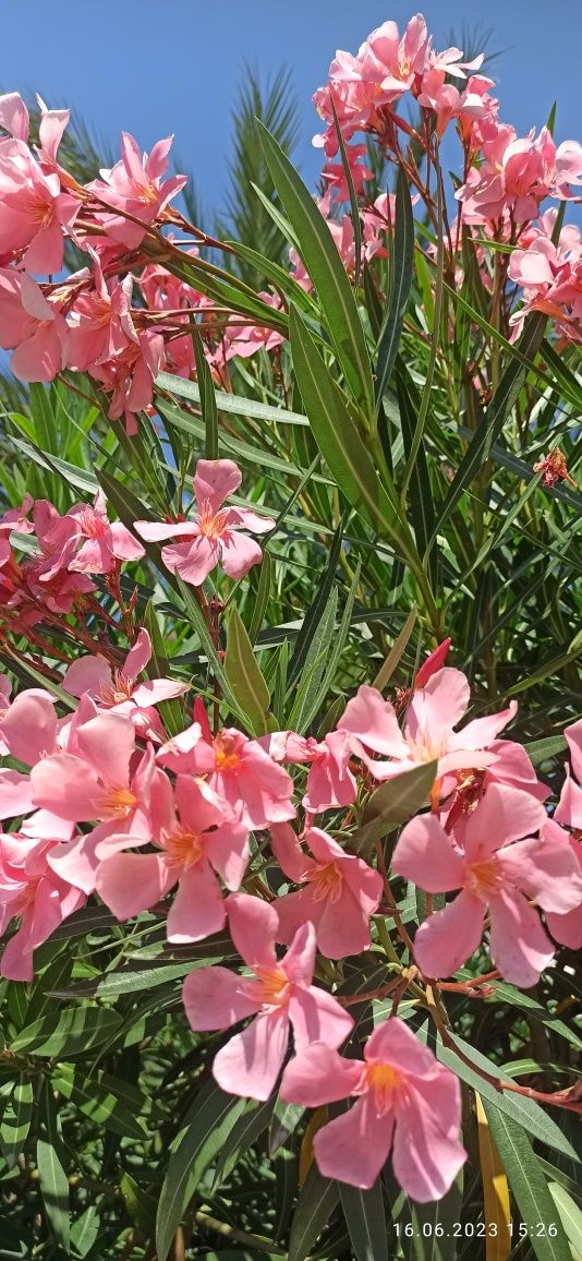 Czerwony oleander