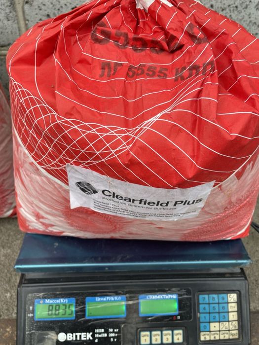 Насіння соняшнику. Limagrain 5555 LG 5555 під Євролайтинг.