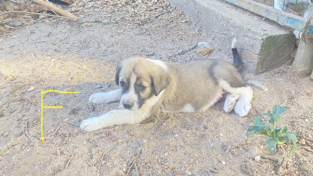 Cachorro Rafeiro do Alentejo