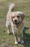 Golden Retriever Grzecznościowo -aktualne