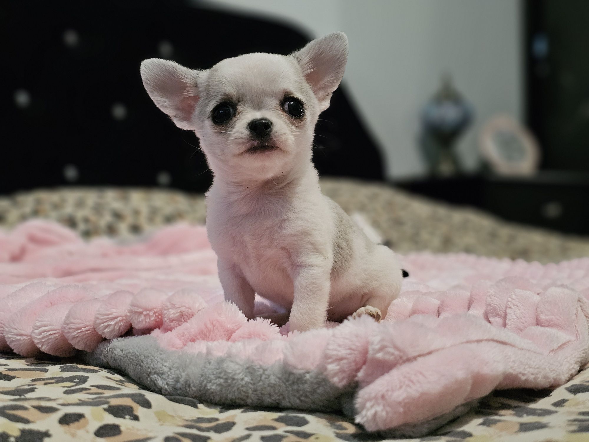 Chihuahua krótkowłosy piesek