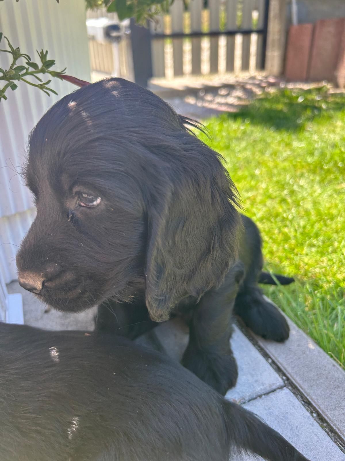 Cocker spaniel piesek