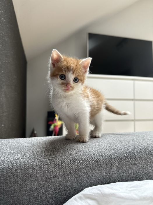 Do adopcji: dwa rude kocurki pełne miłości