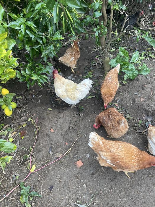 Frangos, Galos e patos