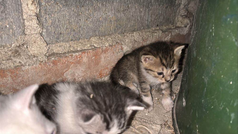 Kotki do oddania kolorowe i biale