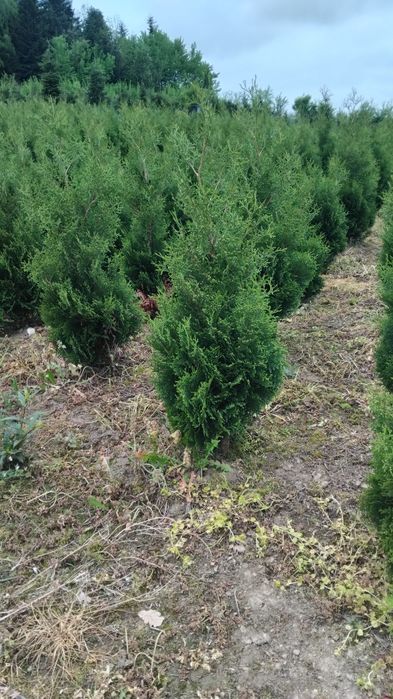 Thuje, Tuje, Tuja Kolumna, Thuja Columna,wysokości od 130cm, kopana