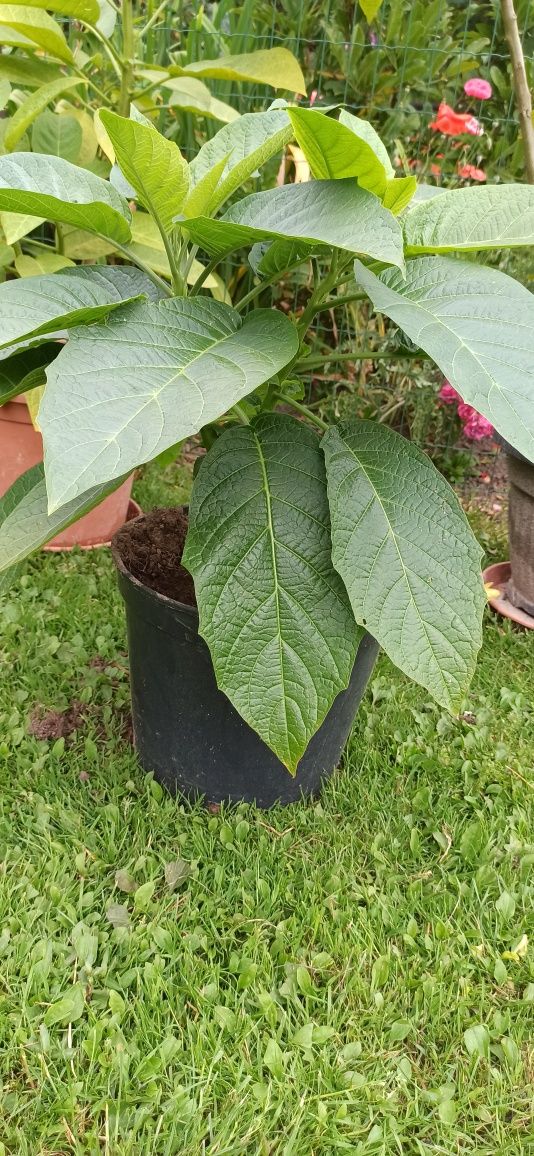 Datura/Bieluń ponad 70 cm