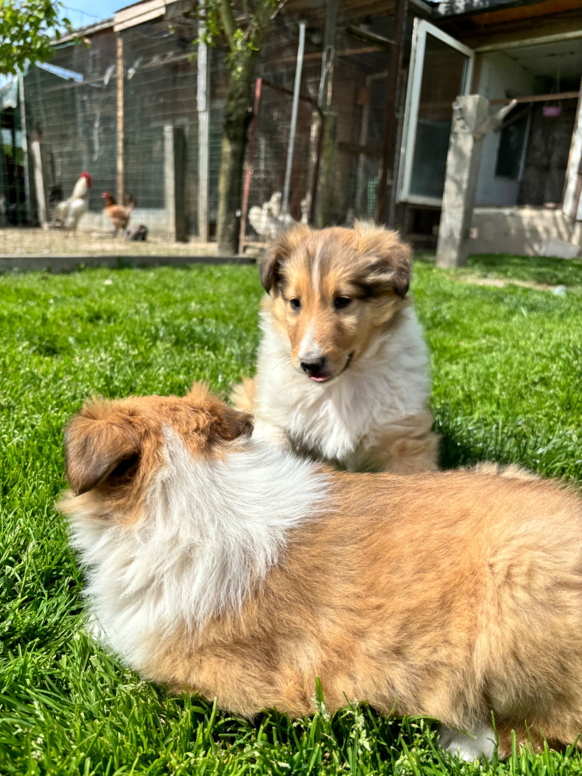 Piesek owczarek Collie