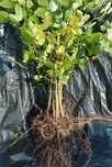 BUK POSPOLITY Fagus Sylvatica sadzonki 100-150cm