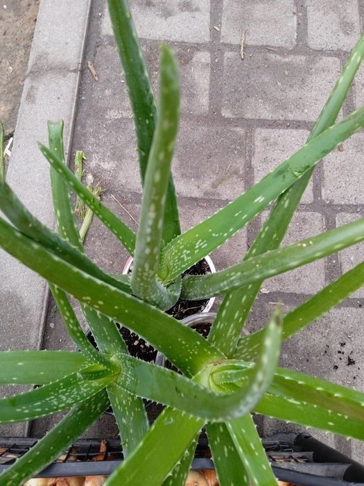 Трирічний Алоє вера