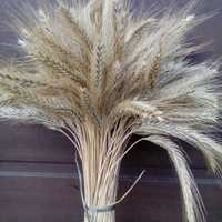Жито пшениця колоски  колосся сухоцвіти солома для творчості для весіл