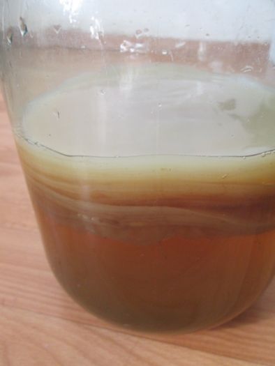 Чайный гриб, комбуча -газированный напиток