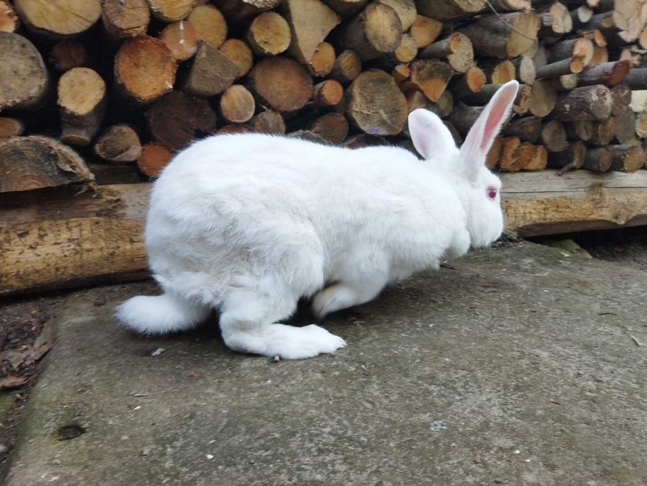 Кролики різного віку
