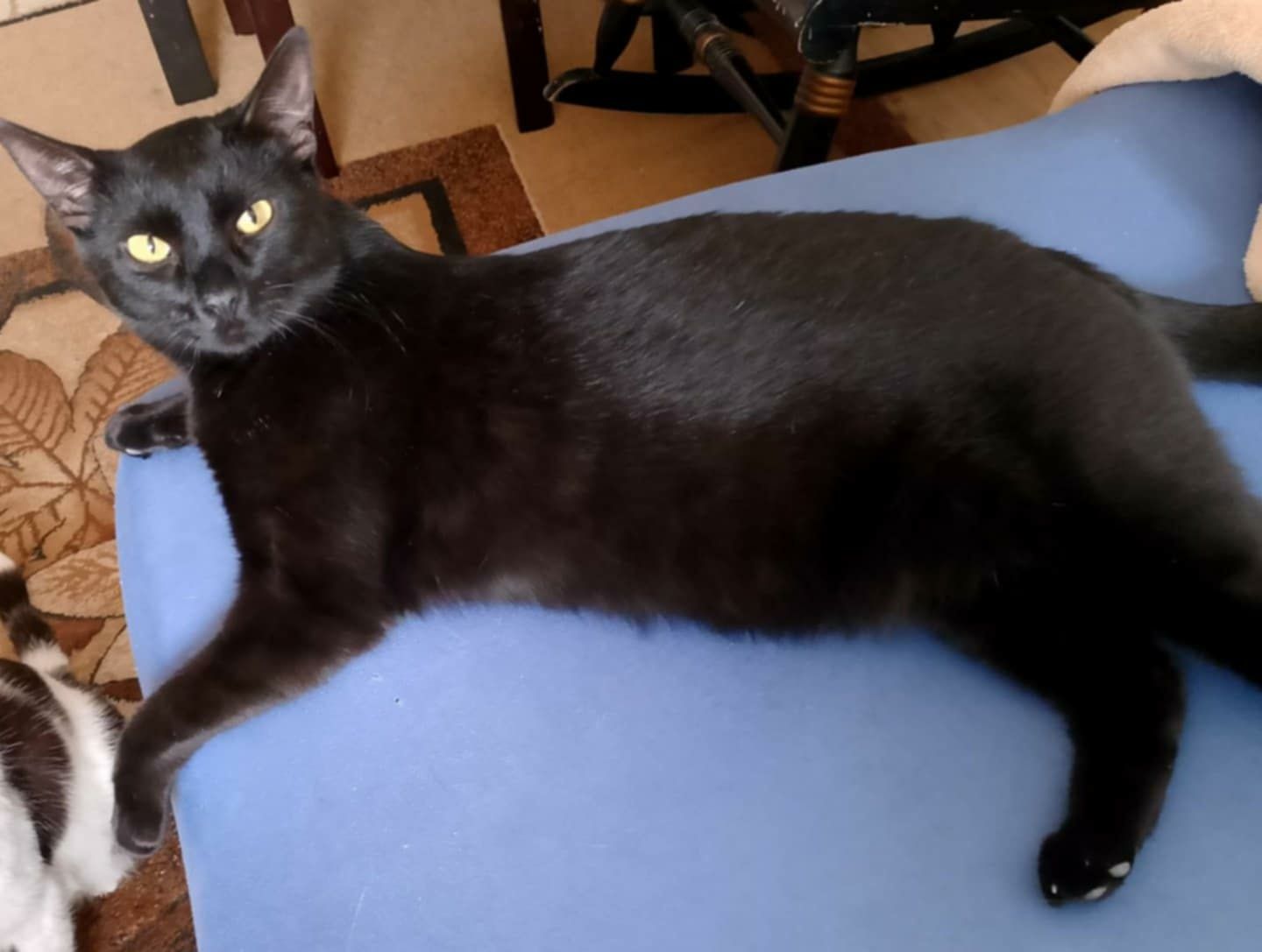 Ok.2 letnie wysterylizowane czarne kociczki do adopcji.