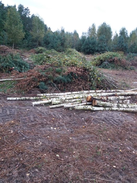 Wycinka drzew, nieużytków.