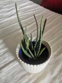 Aloes zwyczajny sadzonka