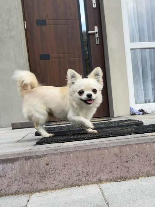 Chlopiec Chihuahua ZKwP Fci