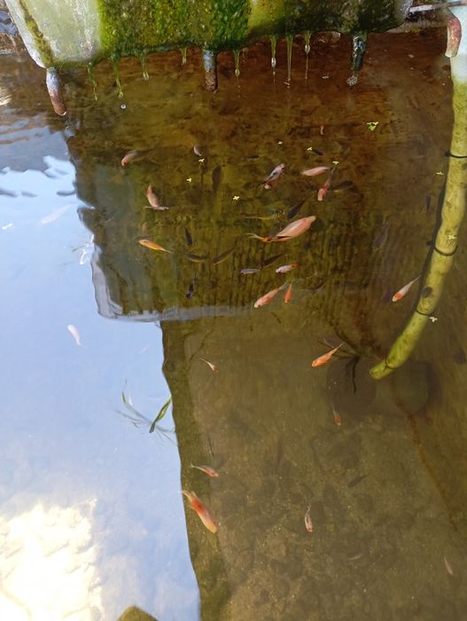 Cometas  carpas  varios  tamanhos e vazos com plantas aquaticas