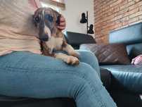 Whippet piesek FCI
