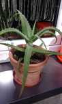 Sprzedam 4 sadzonki kaktusa aloes