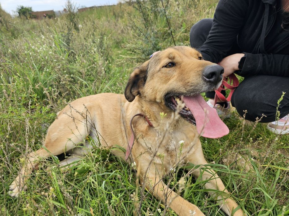 Proszę o dom dla tego wspaniałego psa