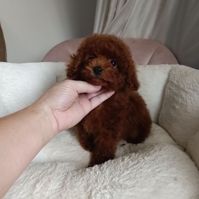 Шикарний малюк в Києві.