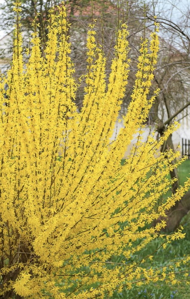 Forsycja krzew rzywoplot żółte kwiaty