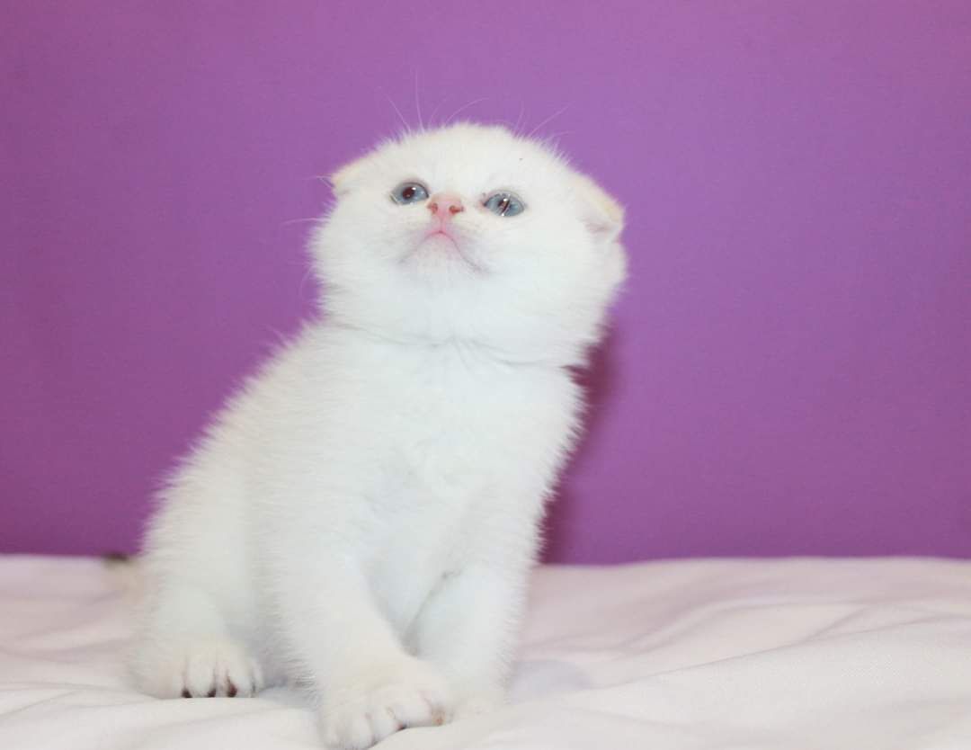 Мальчик Scottish Fold