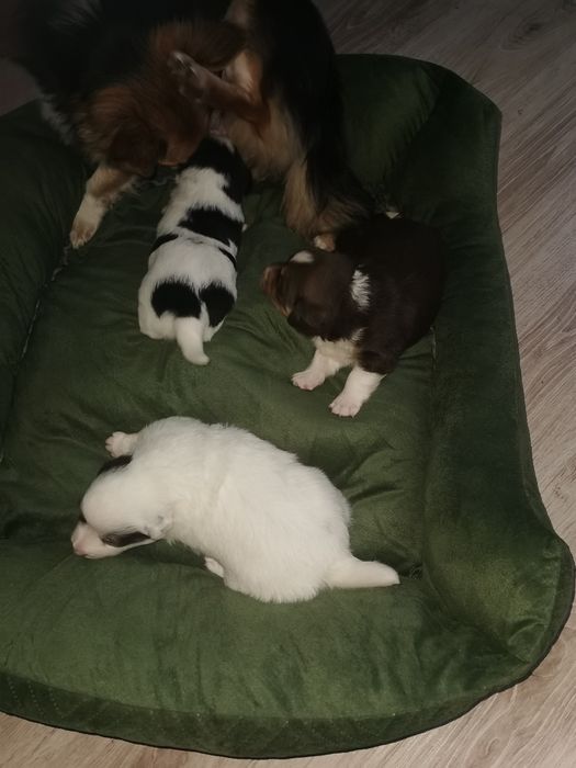 Oddam pieski malutkie kundelki