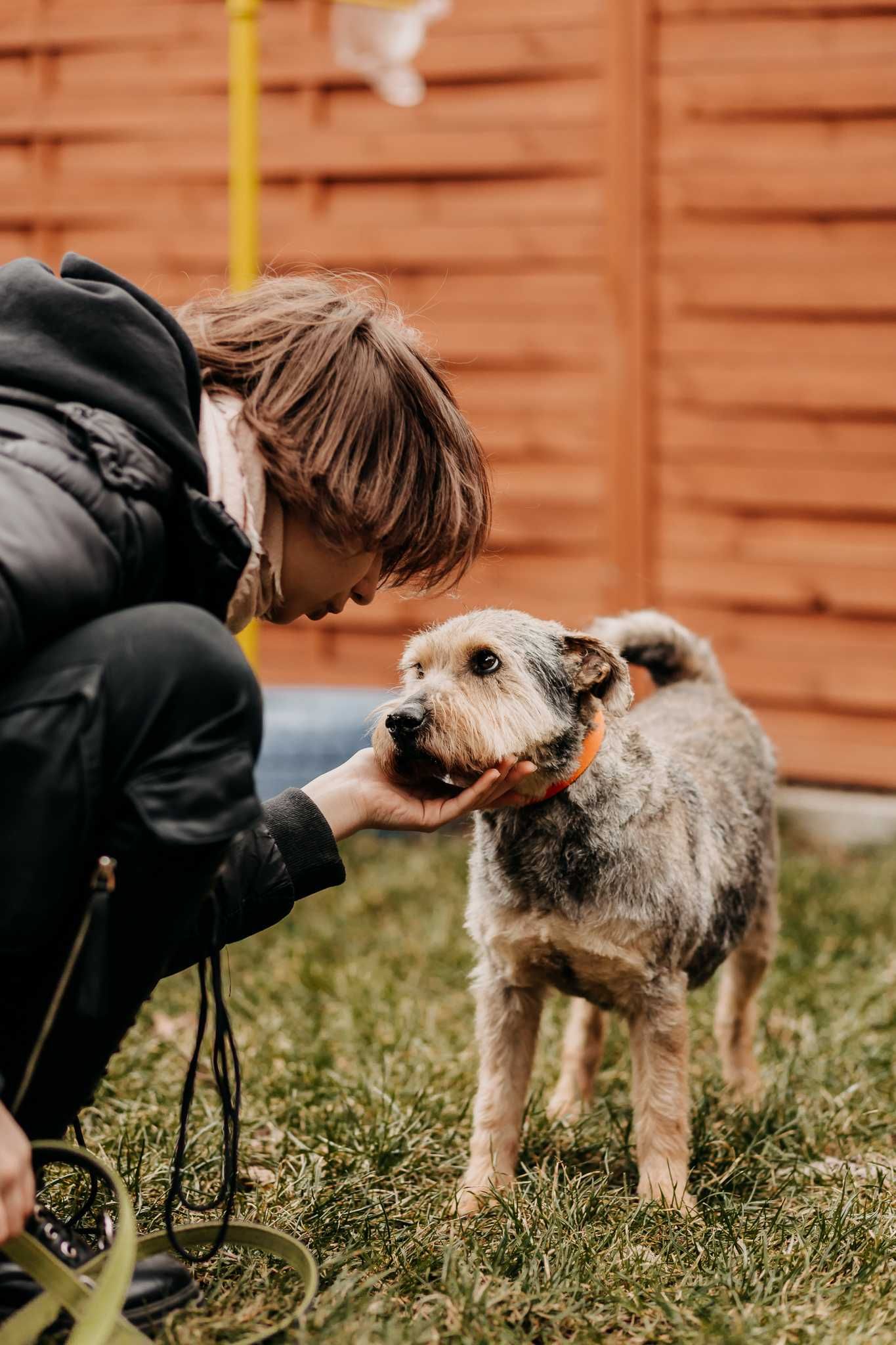 Terier Piorun - pies na medal - poleca się do adopcji!!!