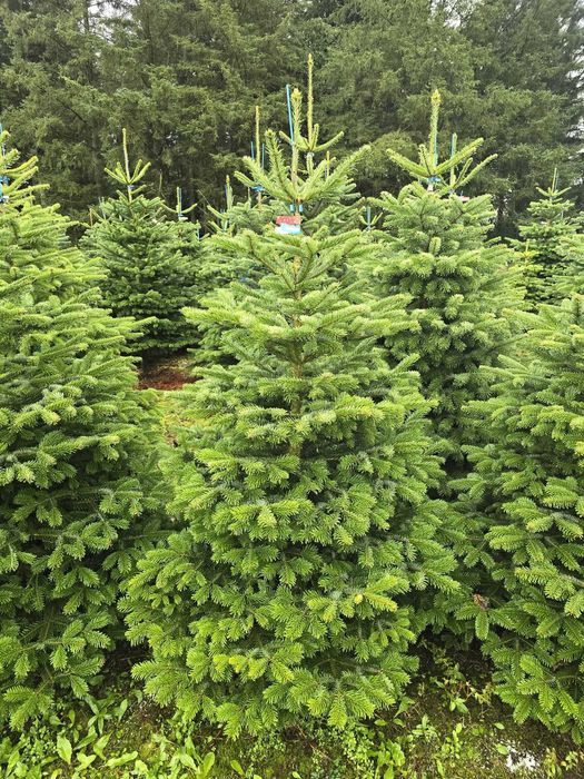 Piękne jodły kaukaskie z duńskich plantacji PREMIUM atrakcyjne ceny!