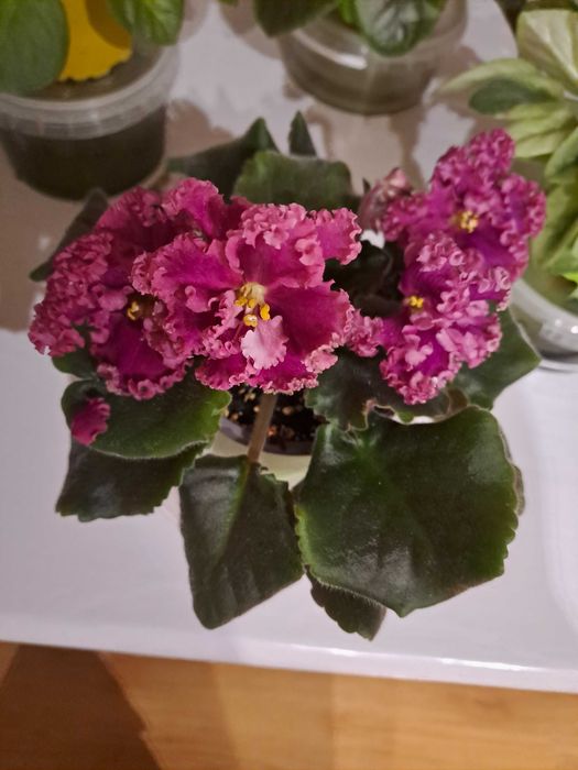 Фіалка  ЛФ-Дарья, ЛЕ-Сивий граф, ЛЕ-Іларія