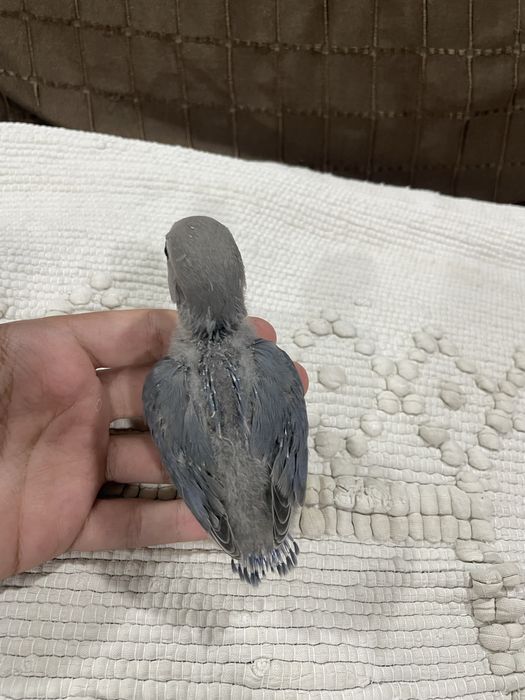 Agapornis azuis para acabar de criar à mão