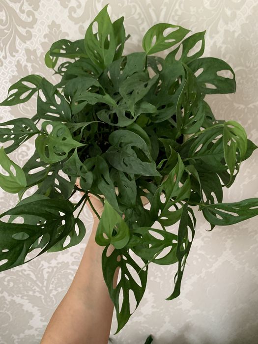 Продам монстеру з кружевним листям