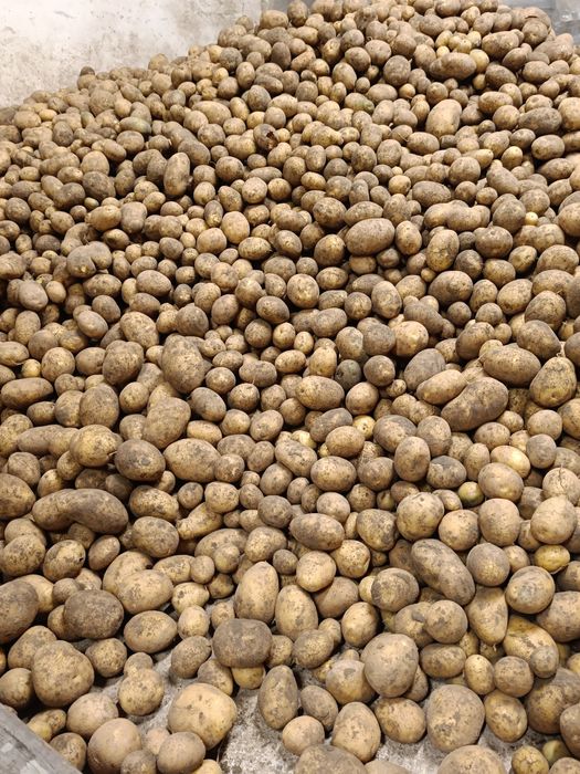 Sprzedam Ziemniaki Lilly