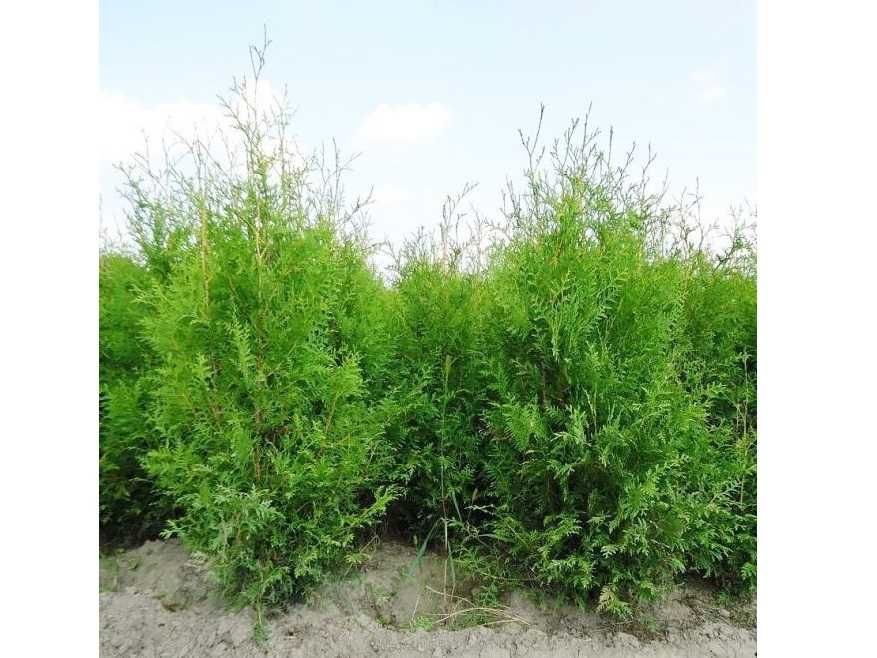 Thuja Brabant! 100,120,140,150,160 cm! Tuja! Tuje! Dostawa! Sadzenie!