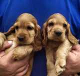 Cocker spaniel angielski szczenię