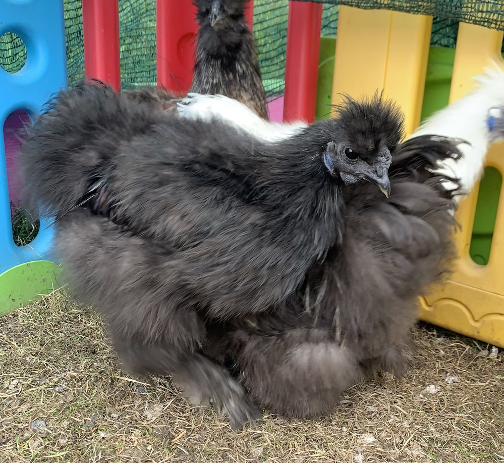 Silkie півник різні кольори