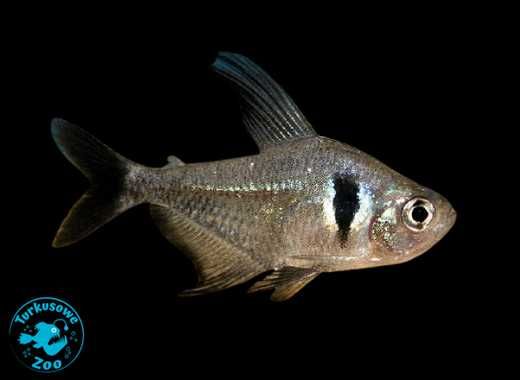 Rybka Akwariowa FANTOM CZARNY, Sklep Akwarystyczny Turkusowe Zoo