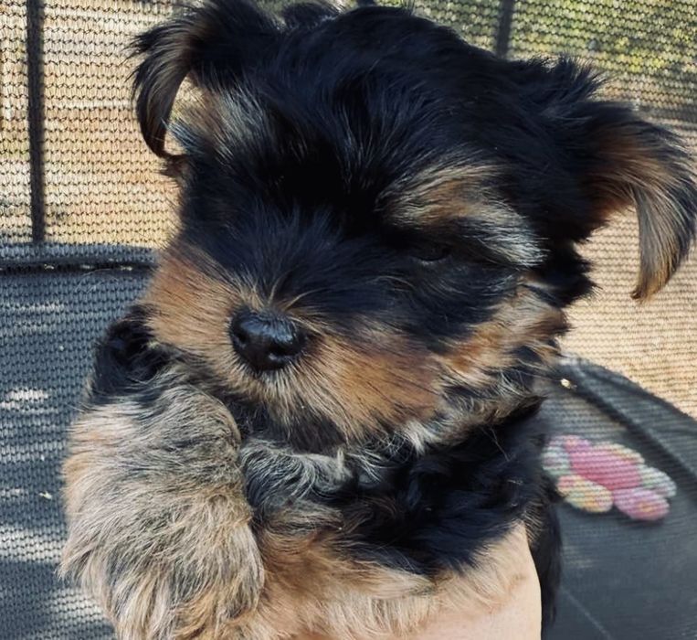 Продаю собаку , йоршинский трілер