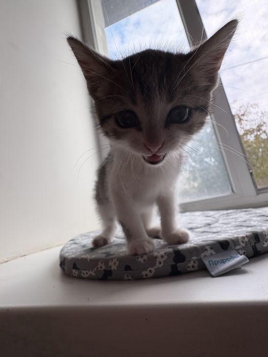 Котята с Донбасса )
