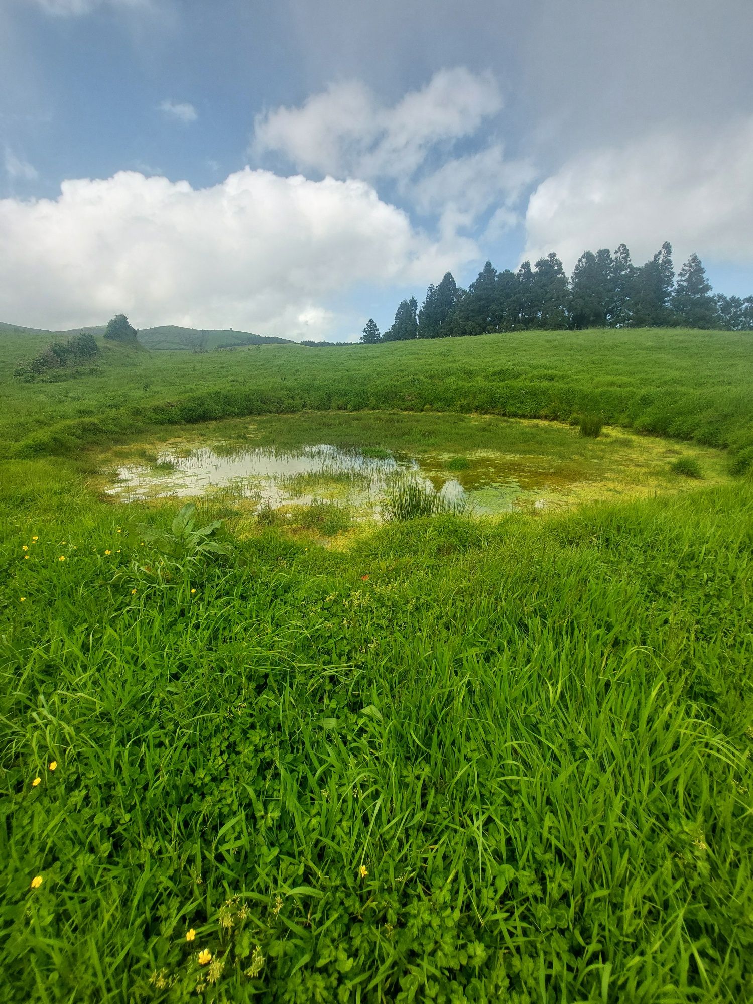 Terreno rural na Ponta Garça (Pico do Calvo) 1.13 ha