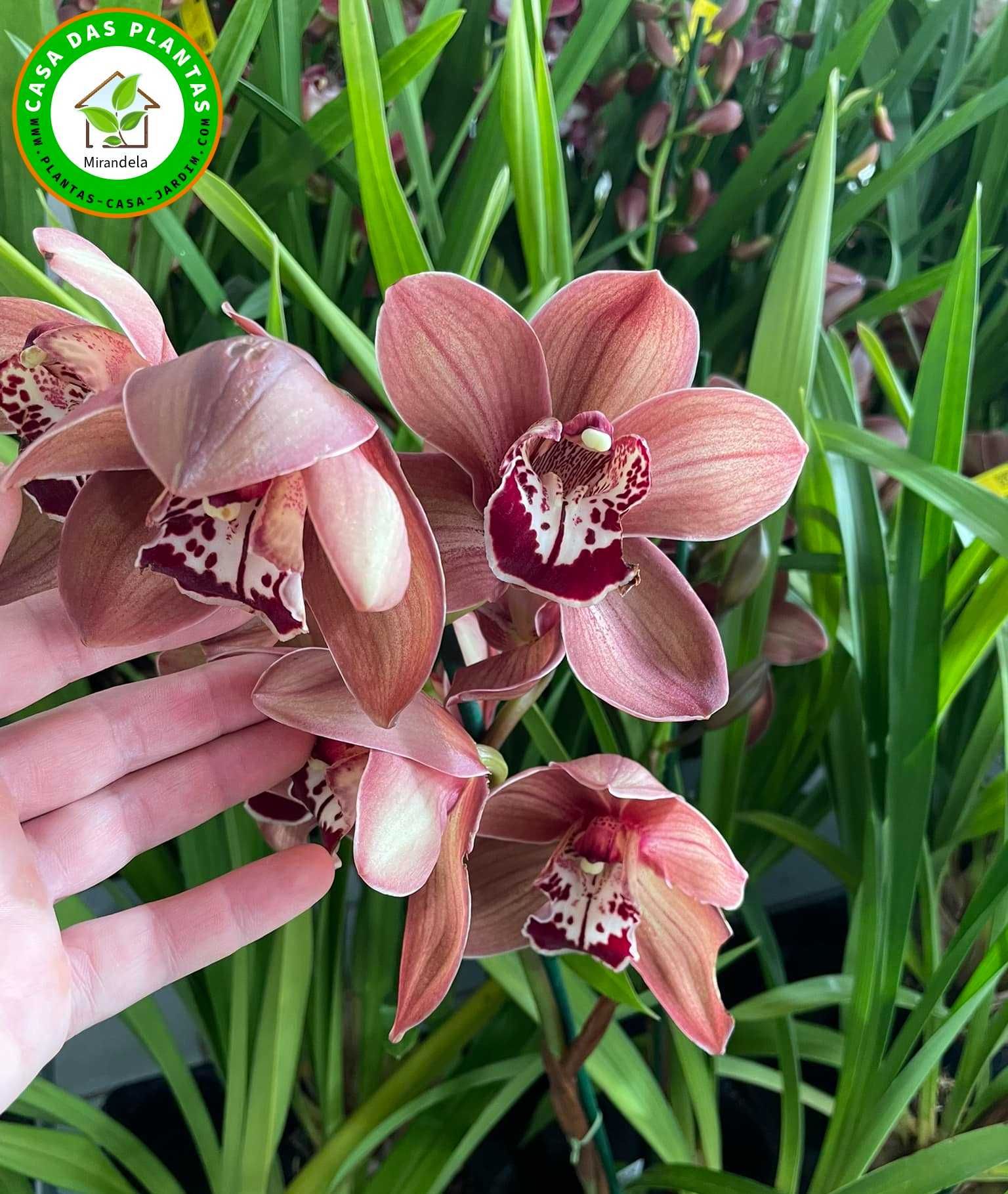Orquídeas de exterior Cymbidium