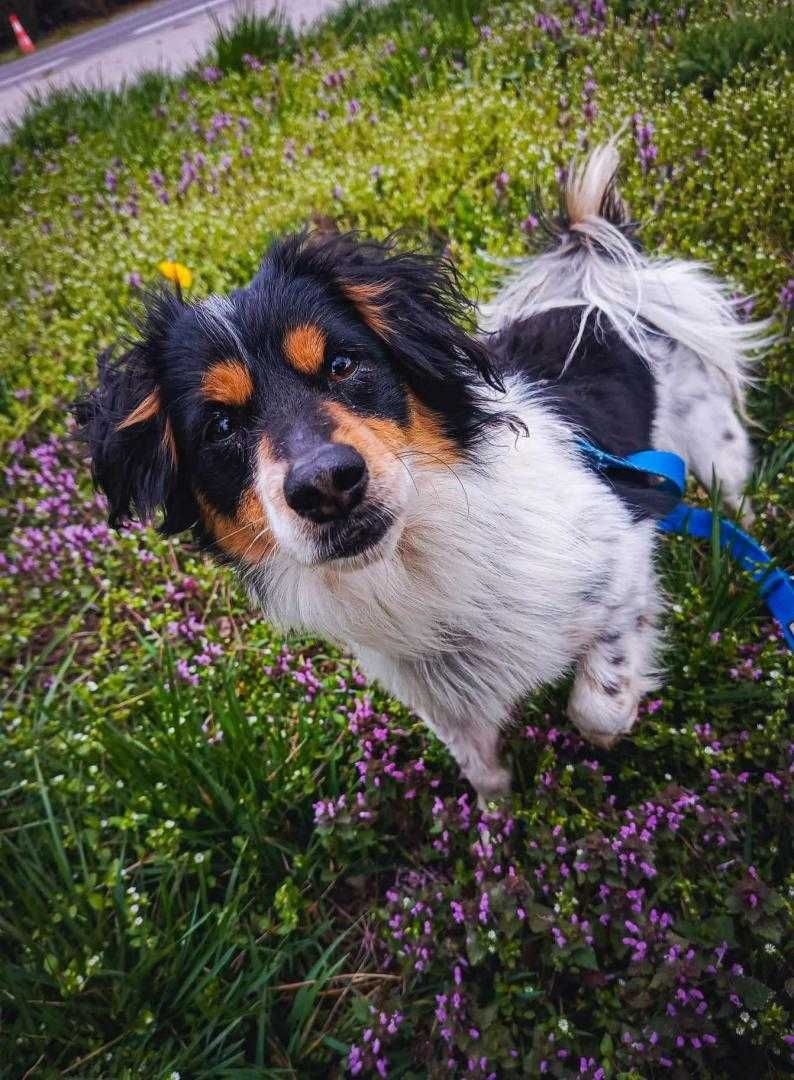 Pokochaj KROPKA - wdzięcznego i wyjątkowego psiaka :)