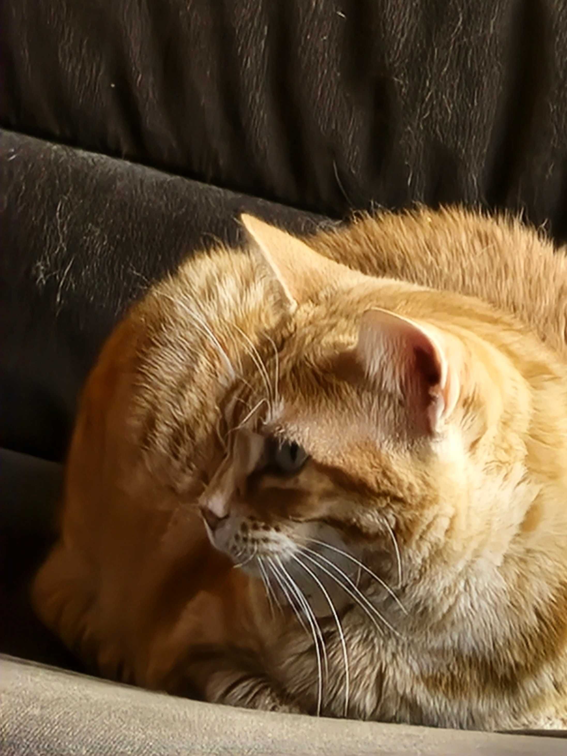 Pet Sitter Maria - a melhor companhia do seu cão ou gato