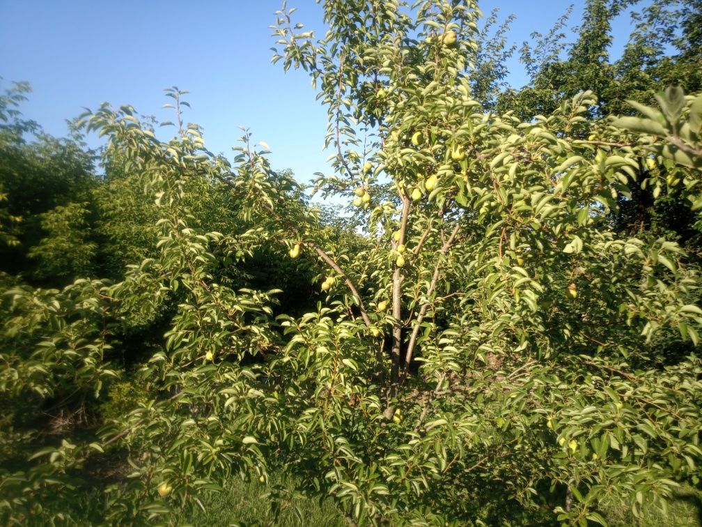 Будинок в селі  Коврай